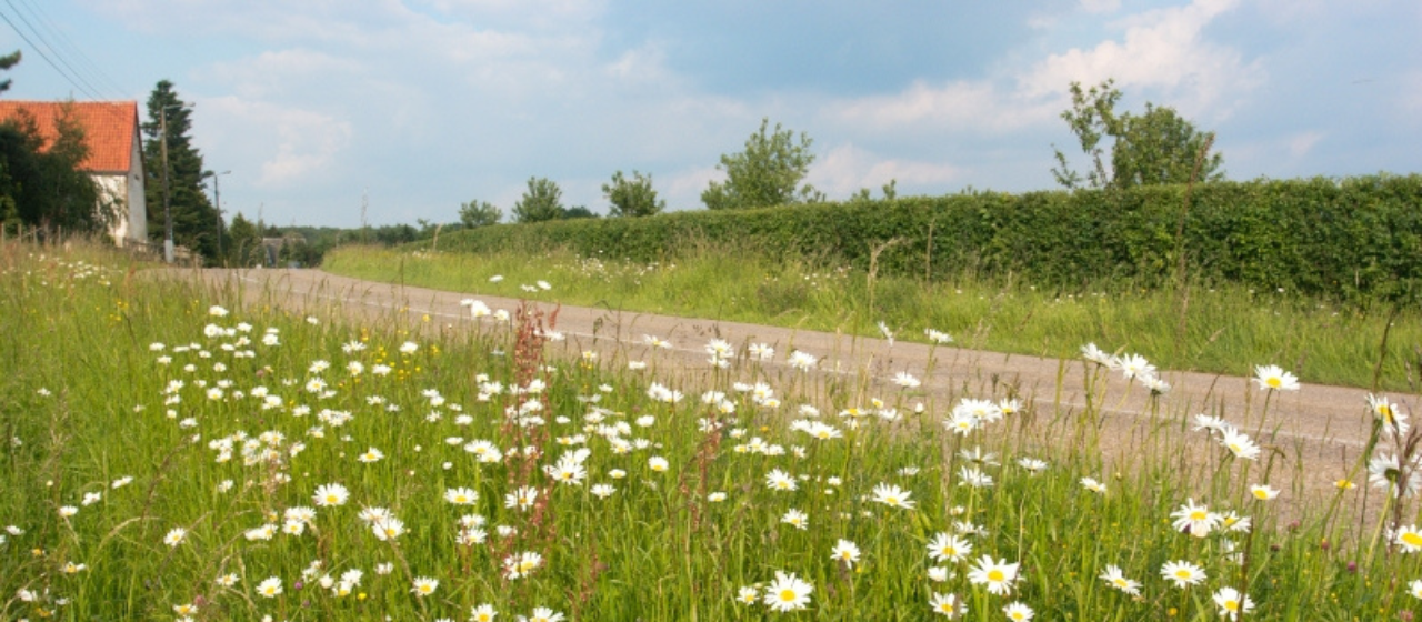 Foto herstel van biodiverse bermen