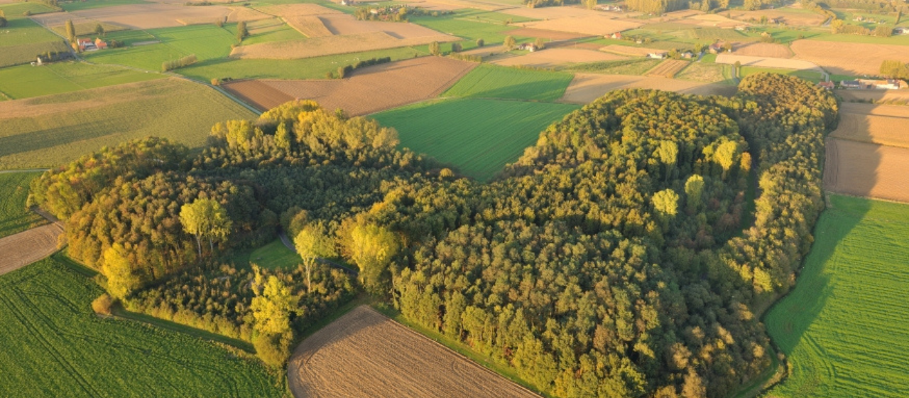 Foto herstel van ecologisch waardevol bos