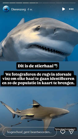 Stierhaai die Marlies fotografeerde tijdens haar onderzoeksstage bij The SharkWise Project.