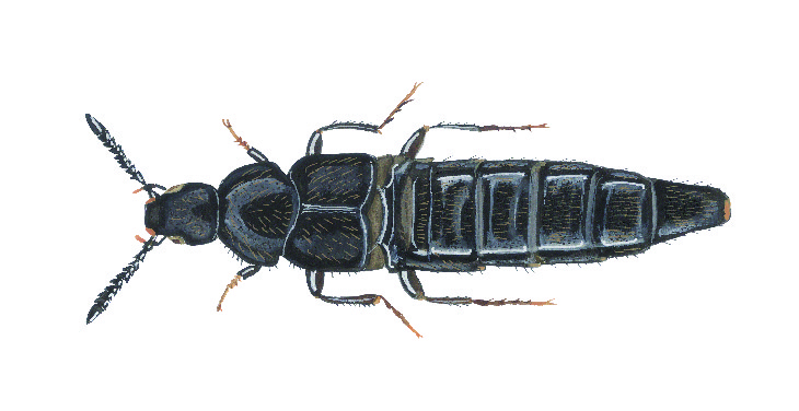 aleochara