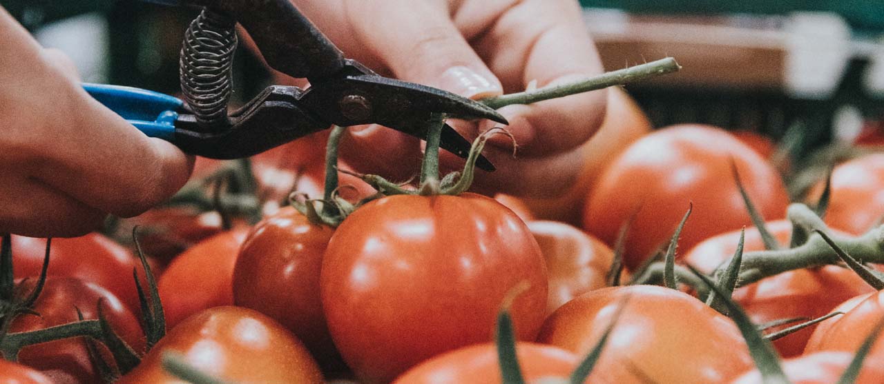 Een student voedingstechnologie kiest tomaten uit voor de ontwikkeling van een nieuw voedingsproduct tijdens het vak 'food design'.