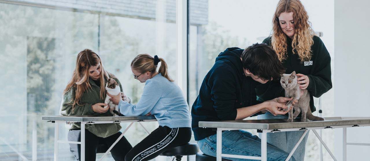 HOGENT-studenten dierenzorg oefenen dierverpleegkundige handelingen in het skills lab.
