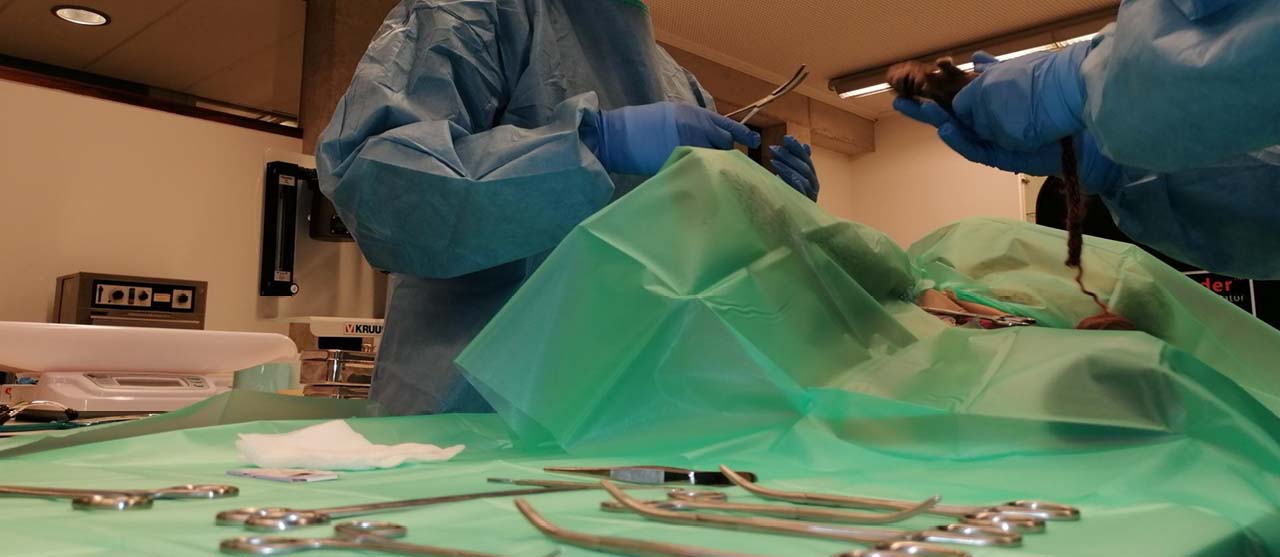 student dierenzorg voert operatie uit in het skills lab