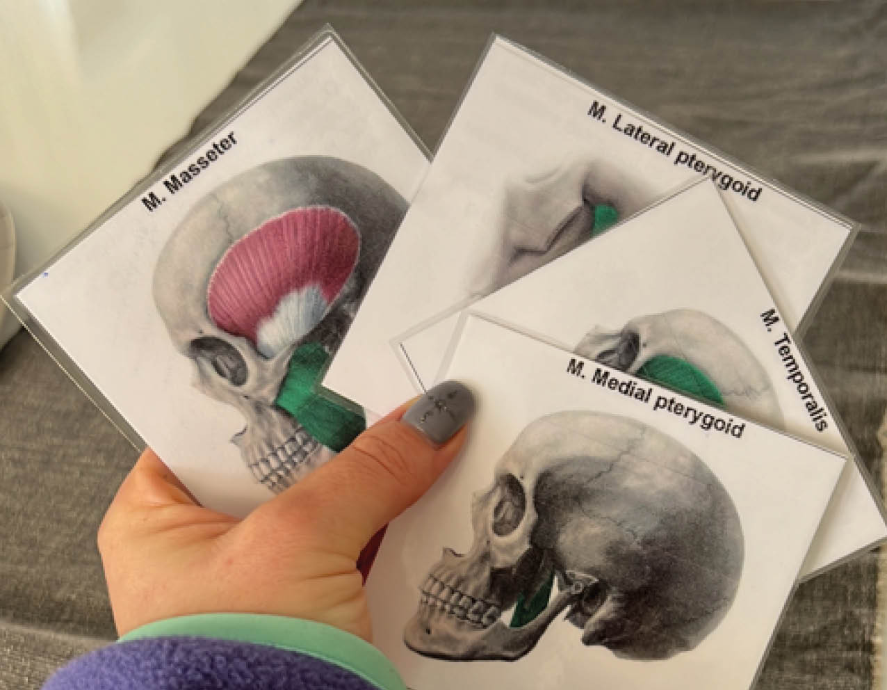 Fiches over de werking van de slik- en spraakspieren.