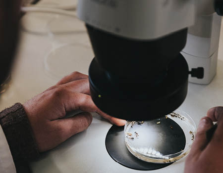 Een landbouwstudent HOGENT onderzoekt insecten onder een microscoop.