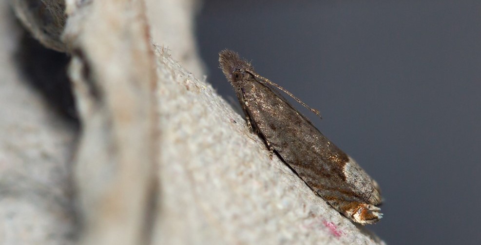 Foto Klasworkshop 'Insecten: vriend of vijand?'