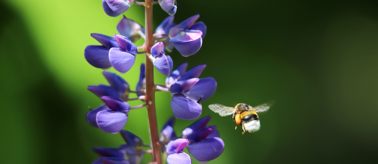 Foto Agrobiodiversiteit en geïntegreerde gewasbescherming