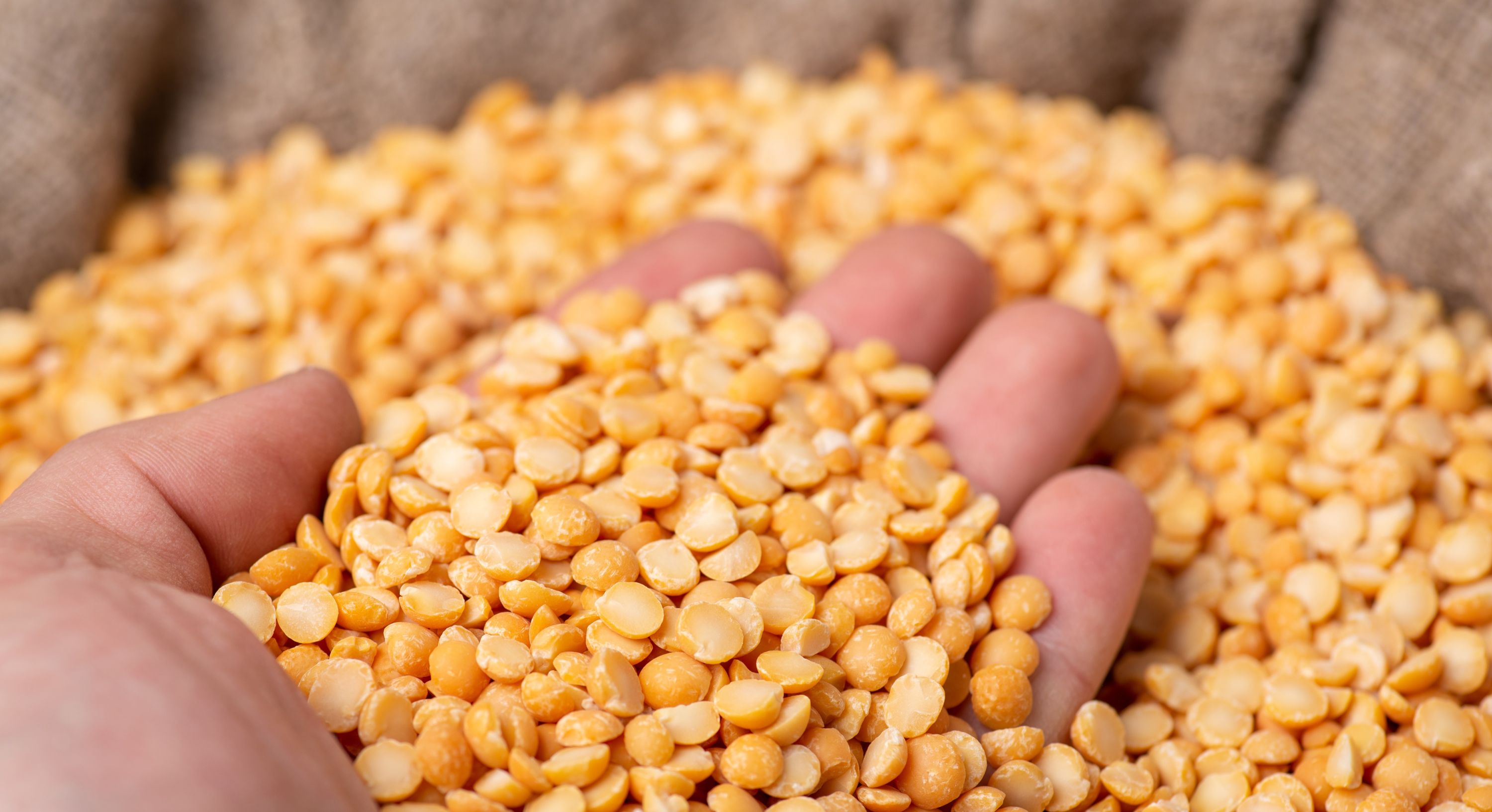Foto Het belang van peulvruchten: give peas a chance.